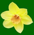Daffodils as Wordsworth wrote about